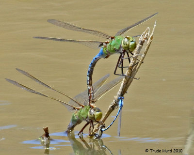 5 TWO ODE SPECIES LAY EGGS IMG_2285 rr.jpg
