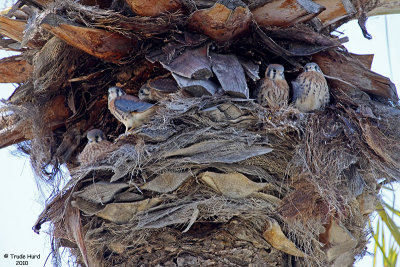 2 KESTREL  CHICKS  five IMG_3438 r.jpg