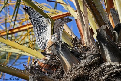 Male can stretch his wings