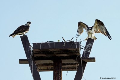 Only up for a year and nest platform attracts Osprey pair