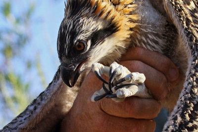 Sharp eyes, talons and beak for its fish diet