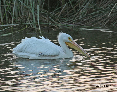 And as the sun sets, they are probably still there.  Until the fish run out!