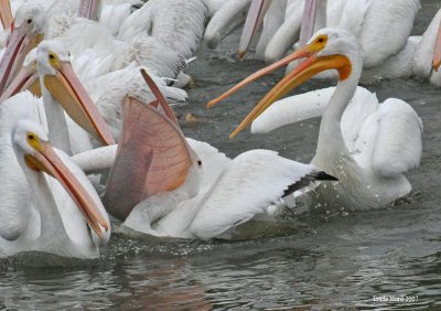 Some of these non-native carp are huge.  And the other pelicans want in on it!