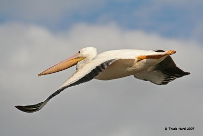 white_pelicans