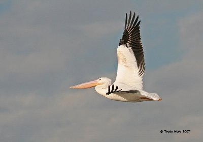 They were traveling between several of the 11 freshwater ponds at this 300-acre wetland managed by Irvine Ranch Water District