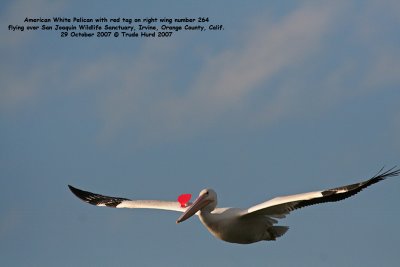 I was amazed to discover this one with a red marker on its right wing!