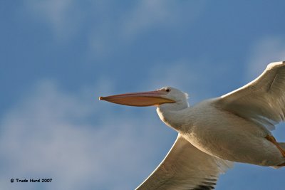 Some flew right over my head!  This is full-frame, uncropped.  Notice the hook on its beak to hold onto fishy prey.