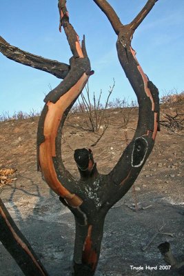 fire_ecology