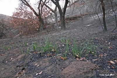 Evidence of plant renewal only two weeks after the fire