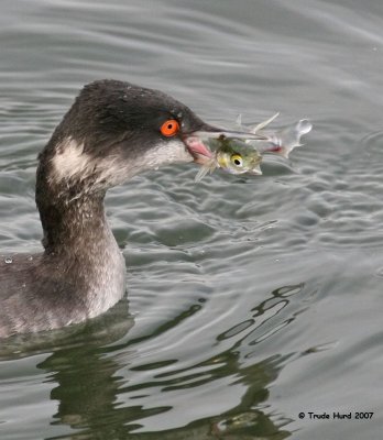 Keep your eye on the sushi