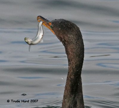 Some sushi is slippery and hard to hold