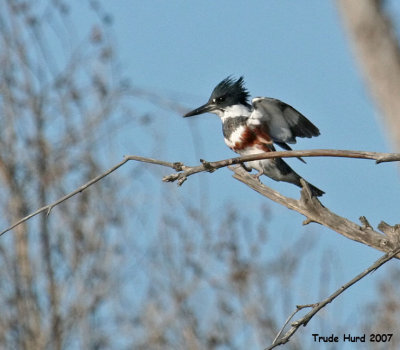 The teenage Junior Naturalists of Sea & Sage Audubon Society went to Bolsa Chica mesa to see a dilemma'