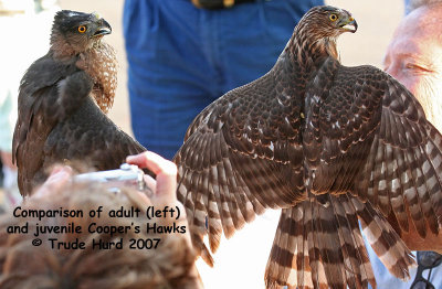 A little education:  Females are bigger than males. Juveniles may be colored differently.  (Cooper's Hawks)