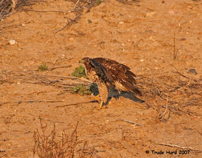 However, this juvenile Red-tailed Hawk lands on the nearby dirt....