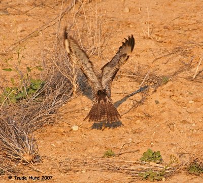 And then decides to WALK uphill instead of fly.