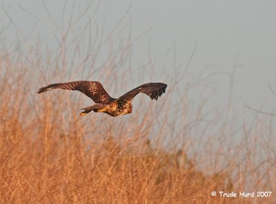 Flying free into the sunset . . . . .