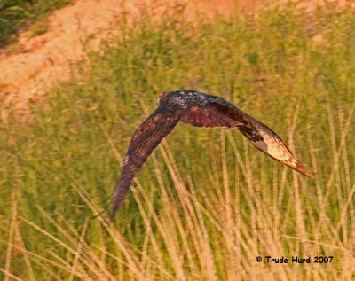 After we throw the birds in the air, most fly away like this adult Red-tailed Hawk