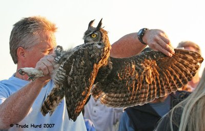 Notice the excellent camouflage on the upperwing. (Great Horned Owl)