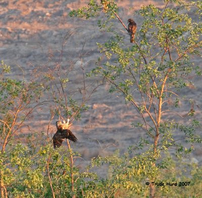 This Great Horned Owl flew off well, but then made a BAD landing while a released hawk watches.