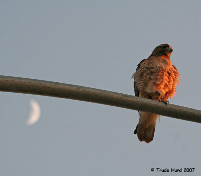 Life of the hawk: perch high, watch for passing food, swoop down, capture (hopefully), kill and eat.