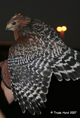 The sun sets as we finish releasing a Red-shouldered Hawk, several American Kestrels and a Barn Owl.
