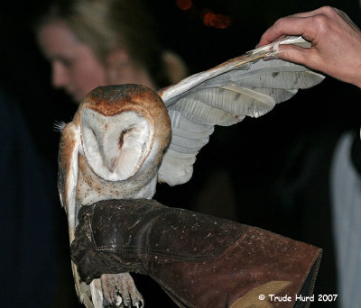 We use heavy gloves to avoid being punctured by their razor-sharp talons.