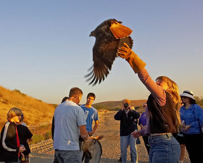 With a powerful upward throw, the bird leaves behind the humans who have cared for it...