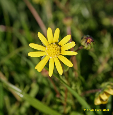 Senecio californicus