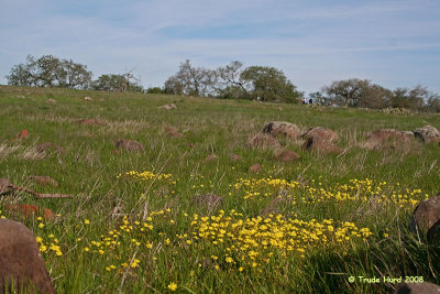 Field of  yellow flowers