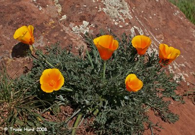 Our State Flower