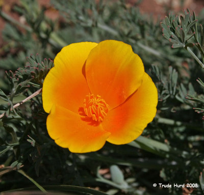 California Poppy