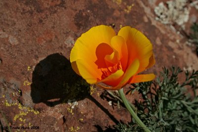 California Poppy with shadow