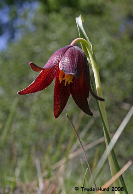 Chocolate Lily