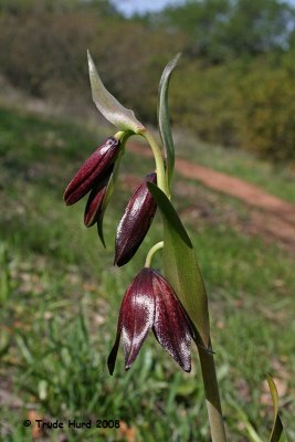 Chocolate Lilies