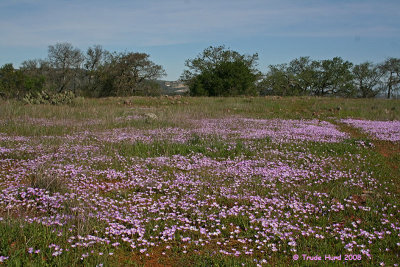 Field of Ground Pinks