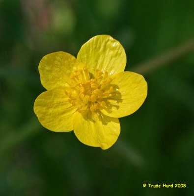 Ranunculus occidentalis