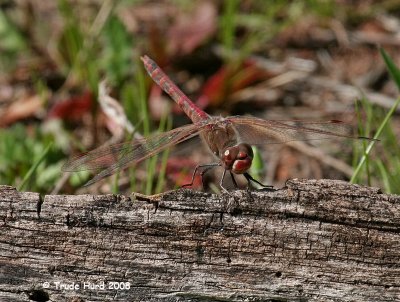 Meadowhawk dragonfly (needs an ID)
