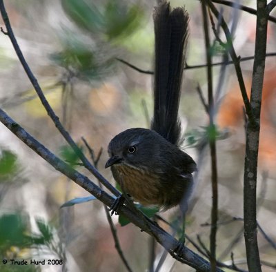 Listen for songbirds like this elusive wrentit