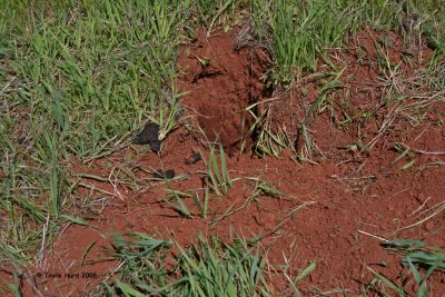 Could this digging be from a badger that lives in grasslands?