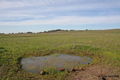 Vernal pools depend on rain.  In dry years they don't appear.