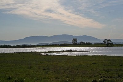 Vernal pools are full of life and support the local wildlife community
