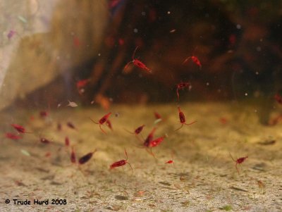 How many copepods do you see?