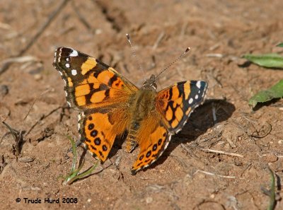 On surrounding trails, butterflies like this West Coast Lady fly on warm days