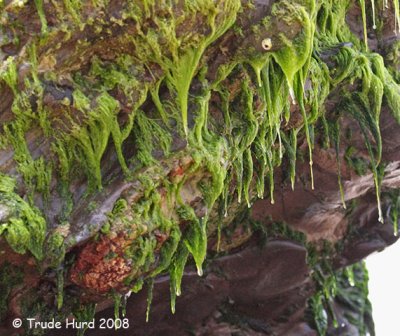 Green algae contain the pigment chlorophyll which colors them grass green