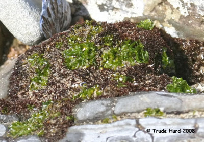 Cladophora forms loose clumps or mats on tidepool rocks and resembles moss