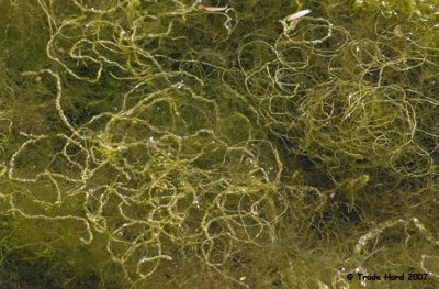 Enteromorpha is long and stringy, only 2 cell layers thick