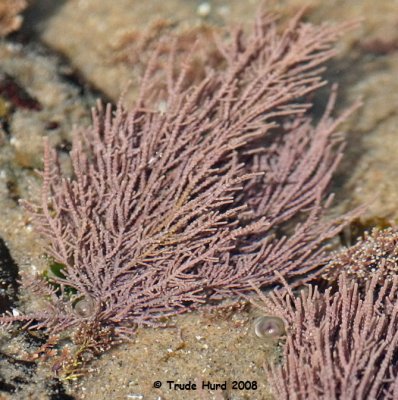 Coralline algae has a tough body but flexible joints