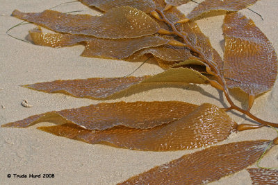 Brown algae combine chlorophyll and fucoxanthin to create brown, yellow or olive-green colors