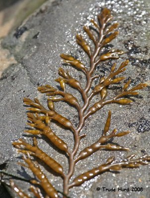 Rockweed has slender branching blades and swollen tips when mature