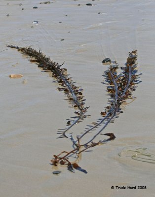 Egregia the Feather Boa Kelp has many short blades and floats along its length